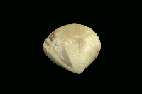 藏品(普通文蛤)的圖片